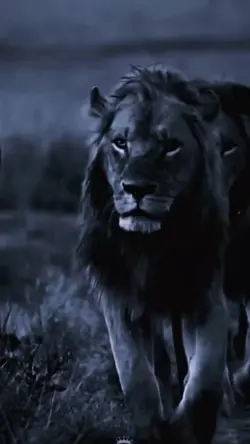 Lion mentality 