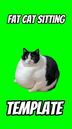 Fat cat sitting 