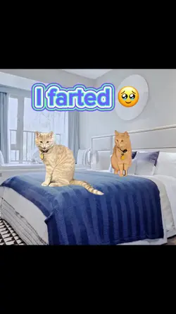 Funny cat