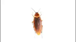 COCKROACH FAKE COLLA