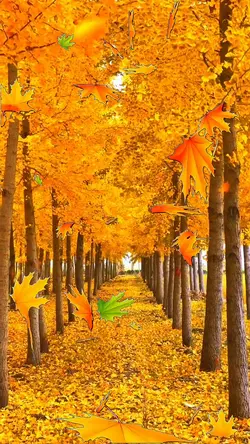 Fallen leaves