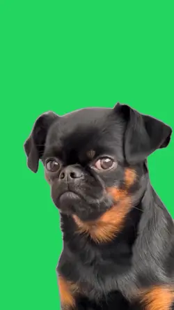 Doguinho sério