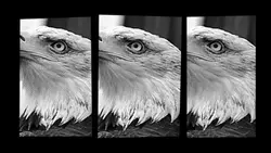 #eagles 