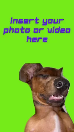 Dog sleeping snooze 
