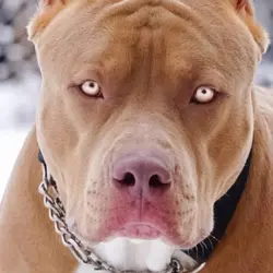 Pitbull 
