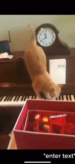 Dogs and cats
