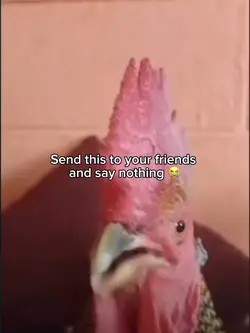 Chicken 