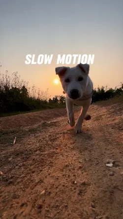 Pets inspire editing