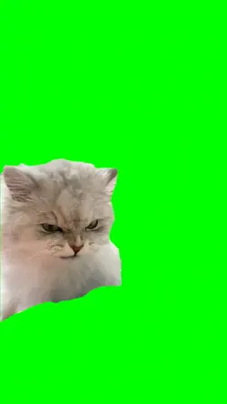 Angry Cat Chewing 