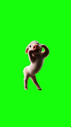 porco pork