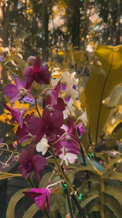 Magic garden