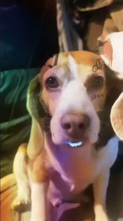 Beagle Snap Template