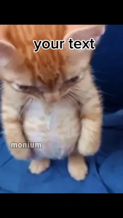 sad cat