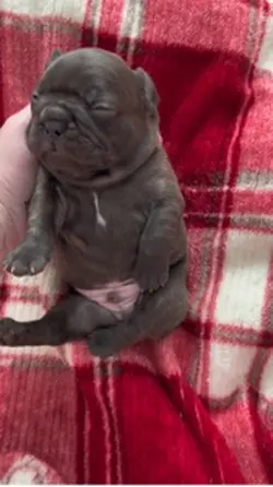 Sleepy puppy