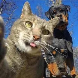 Cat🐈Dog🐾