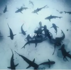I LOVE SHARKS SM