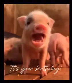 Happy birthday pig