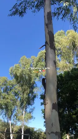 a natureza é arte