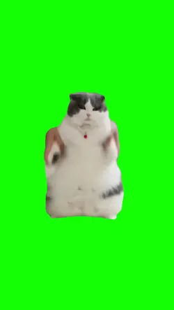 Wop kitty 