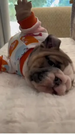 English Bulldog