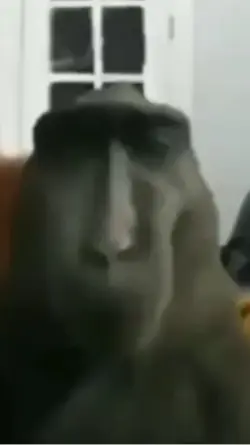 Flirting Monkey 