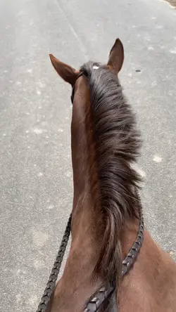 gorgeous mare.