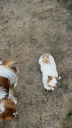 Outside with dogs