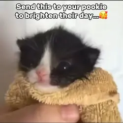Cute Kitty