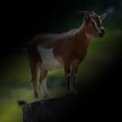 The GOAT 