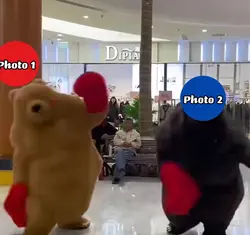 Bears boxing meme