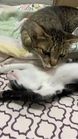 Gato caçador 🤣
