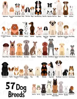My dog breed💕