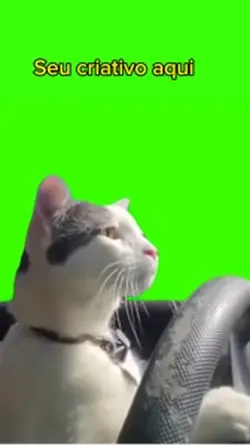 Gato dirigindo 