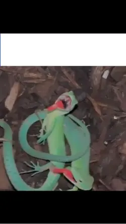 Freaky Lizards