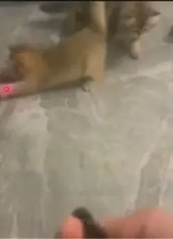 Cat climbing 