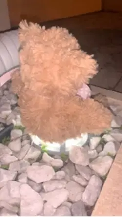 Teddy Bear Edit