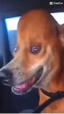 Bonk