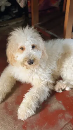 Antes x Depois - Pet