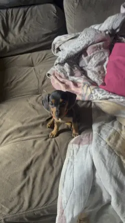 Salchicha cachorra 