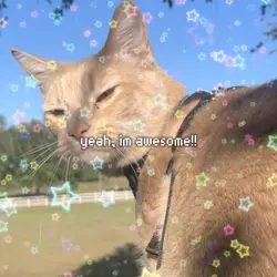 kitty ><