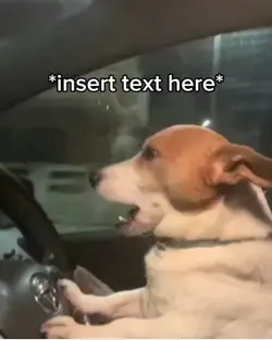 Sleepy dog driving 