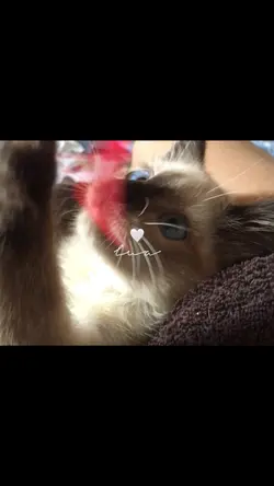 video for your pet 🤍