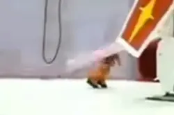 Bonk
