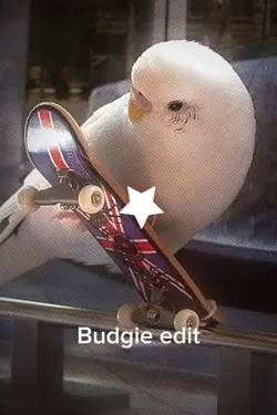 Budgie template