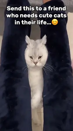 Cute Cat Memes