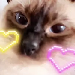 My cat likes da song