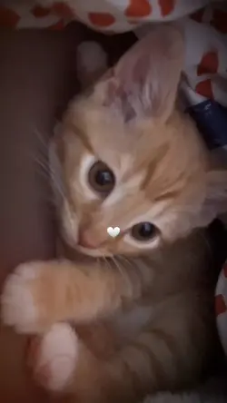 Gatinho.