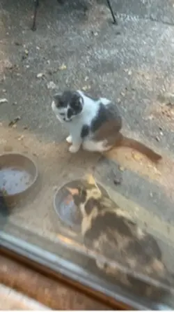 CATS 🐱