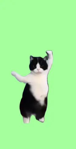 gato dançando 