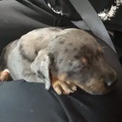 my new puppy scout 🥹